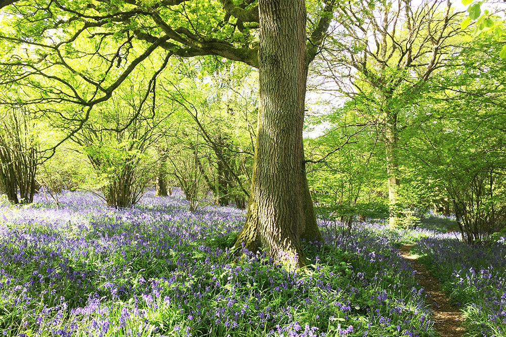 Deciduous forest at springtime in the South of England